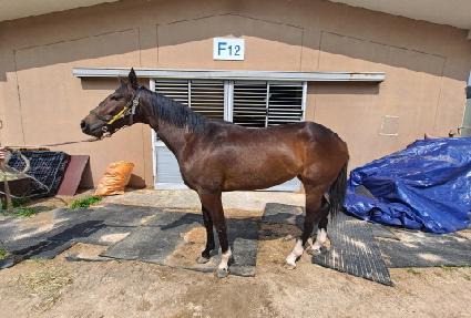 ����������� ����