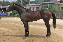 �����ܺ�� (UNICORN BRAVO) ����