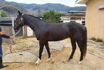 ����屺 (DAEAM JANGGUN) ����