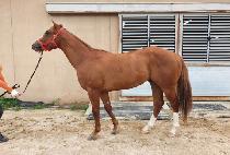 ��纭�� (GOLDEN BYEORAK) ����