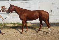 ������ (WALTZ CHARM) ����