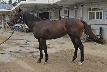 ���ϵ鸮�θ�ƽ (WILDLY ROMANTIC) ����