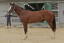 ��Ŭ���� (QUICKLY SUN) ����