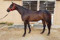 ���̽��ְ� (NICE CHOEGANG) ����