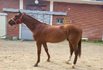 �巡��ŷ (DRAGON KING) ����