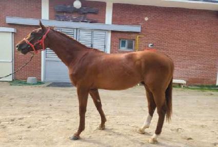 �巡��ŷ ����