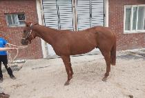 �̽��ͽϾ��� (MR. SSAK THREE) ����