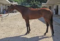 ��ٸ����� (BAEDARI JILJU) ����