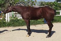 ������ (DOKKAEBE) ����