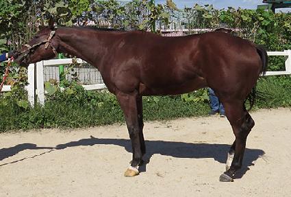 ������ ����