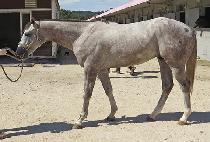 Ƽ����� (TIZ ENERGY) ����