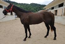 �ٺ��зο� (BOBBY SPARROW) ����