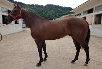 KING OF THE MATCH picture