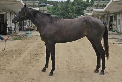 ����ƮŸ�� ����