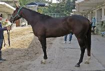 ���ʽ� (GOOD PILSEUNG) ����