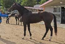 ���ηε� (PINE ROAD) ����