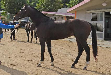 ���ηε� ����