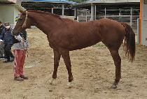 �ĳ���� (PANORAMA QUEEN) ����