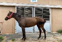 ���ۼҴ����� (SUPER SONIC IJI) ����