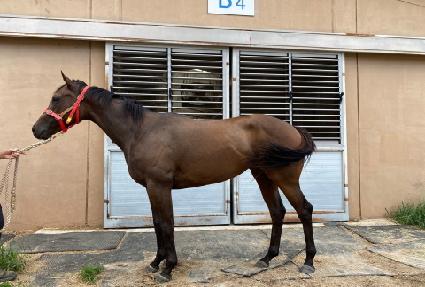 ���ۼҴ����� ����