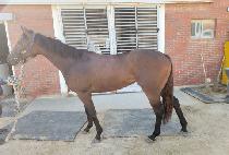 õ������ (CHEONNYEONUI QUEEN) ����