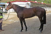 �⼼���� (CHULSEGADO) ����