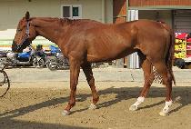 ö���� (CHEOLSIMJANG) ����