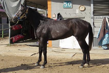 ���ø�Ʈ���� ����