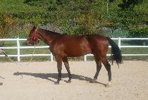 ���ƾ�� (YOU ARE A BOSS) ����