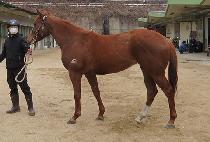 ���帲ĳ���� (THE DREAM CARRIER) ����