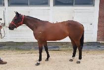 Ƽ������̺� (TYRANO FIVE) ����