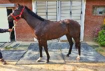 �ָ� (SOULIK) ����