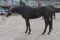 ��ç���� (THIS CHALLENGE) ����