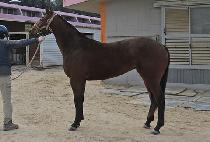 ���̽��ο� (RACE ROYAL) ����