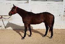 ��īƼ�� (BUCATINI) ����