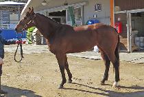 ���������� (JEDI FORCE) ����