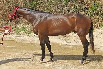 ��ŷ�� (NEW KINGMAN) ����