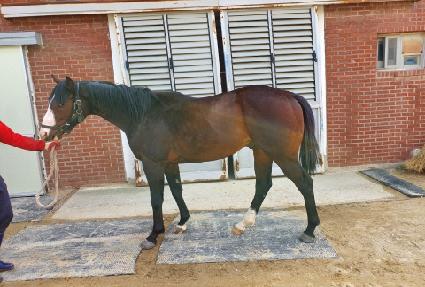 ����Į�ε� ����