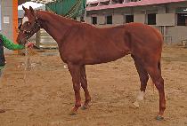 ŷĮ�� (KING KALLE) ����