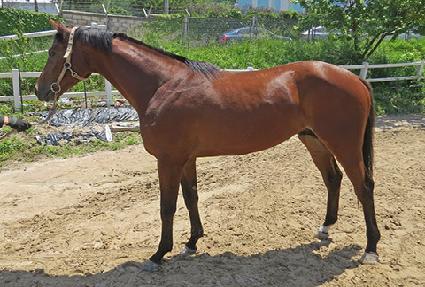 ��ų�ƽ� ����