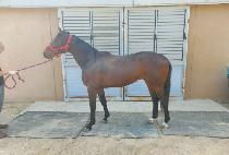 ���庸�� (WORLD BOY) ����