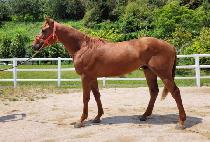 ��ս����� (DEMON SPY) ����