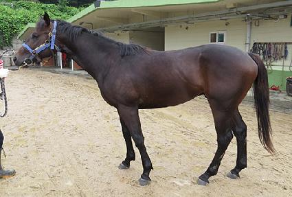 �����佺�� ����