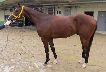 ���н�Ʈ�� ����