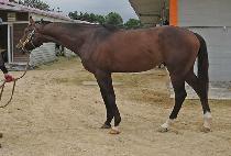 �Ǵٿ� (TAPDOWN) ����