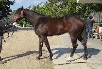 ����Ư�� (EURO TEUKGEUP) ����