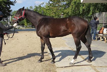 ����Ư�� ����