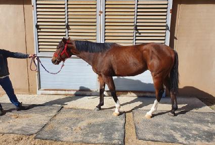 �޳ʸ� ����