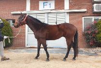 BEST CHAMPION picture