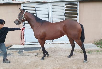 ûȣ������ ����